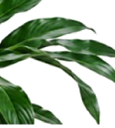 Plant leaves