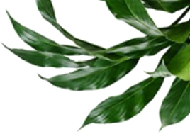 Plant leaves